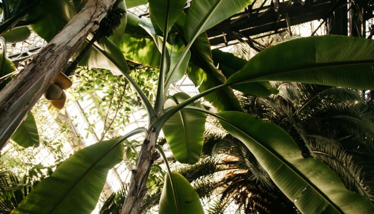 low angle shot of banana plant