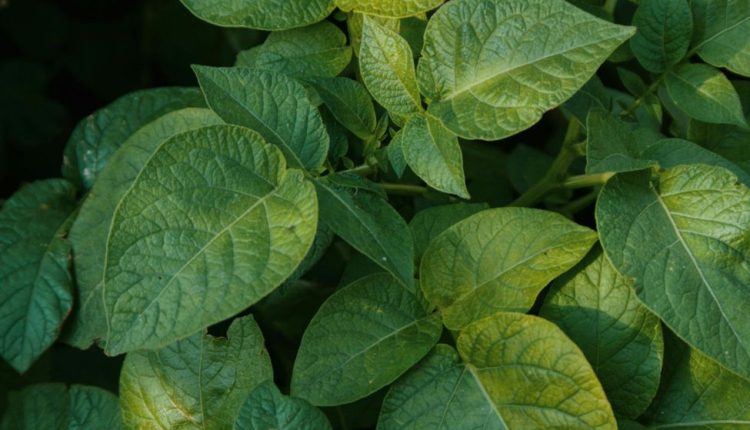 lush green potato plant leaves close up